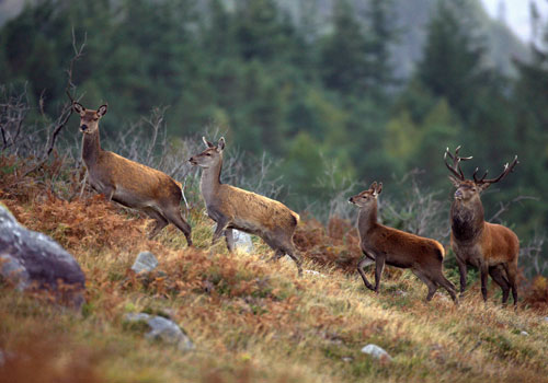 Killarney, National Park, Deer